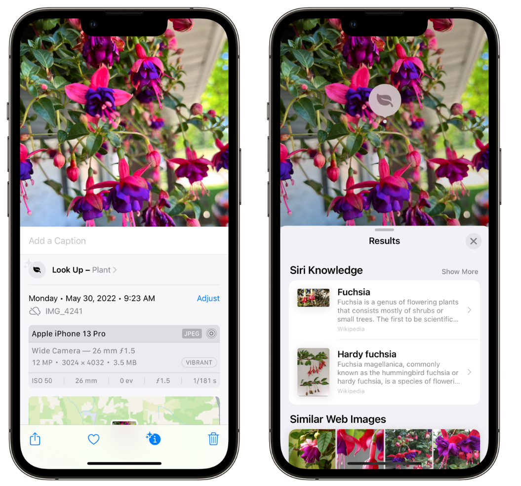 平山苹果手机维修分享小技巧：使用 iPhone 相机识别花卉植物 